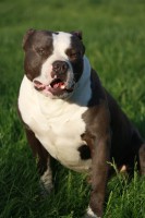 /album/fotogalerie-pearl/little-kid-rock-jpg/